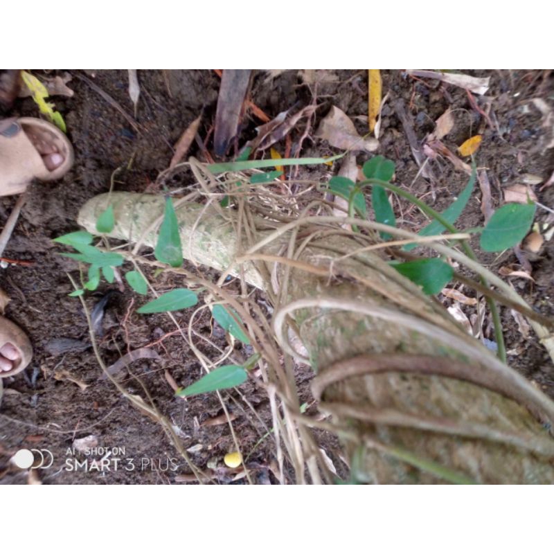 

Daun kentut segar/50gram