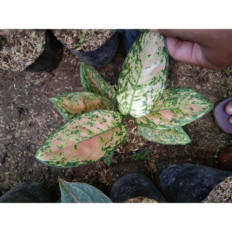 PROMO TERBATAS - Aglonema Ruby Pink / Aglonema Ruby Orange