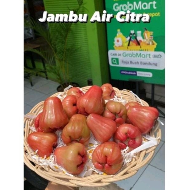 

Jambu Air Citra