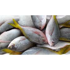 

Ikan ekor kuning 500GR