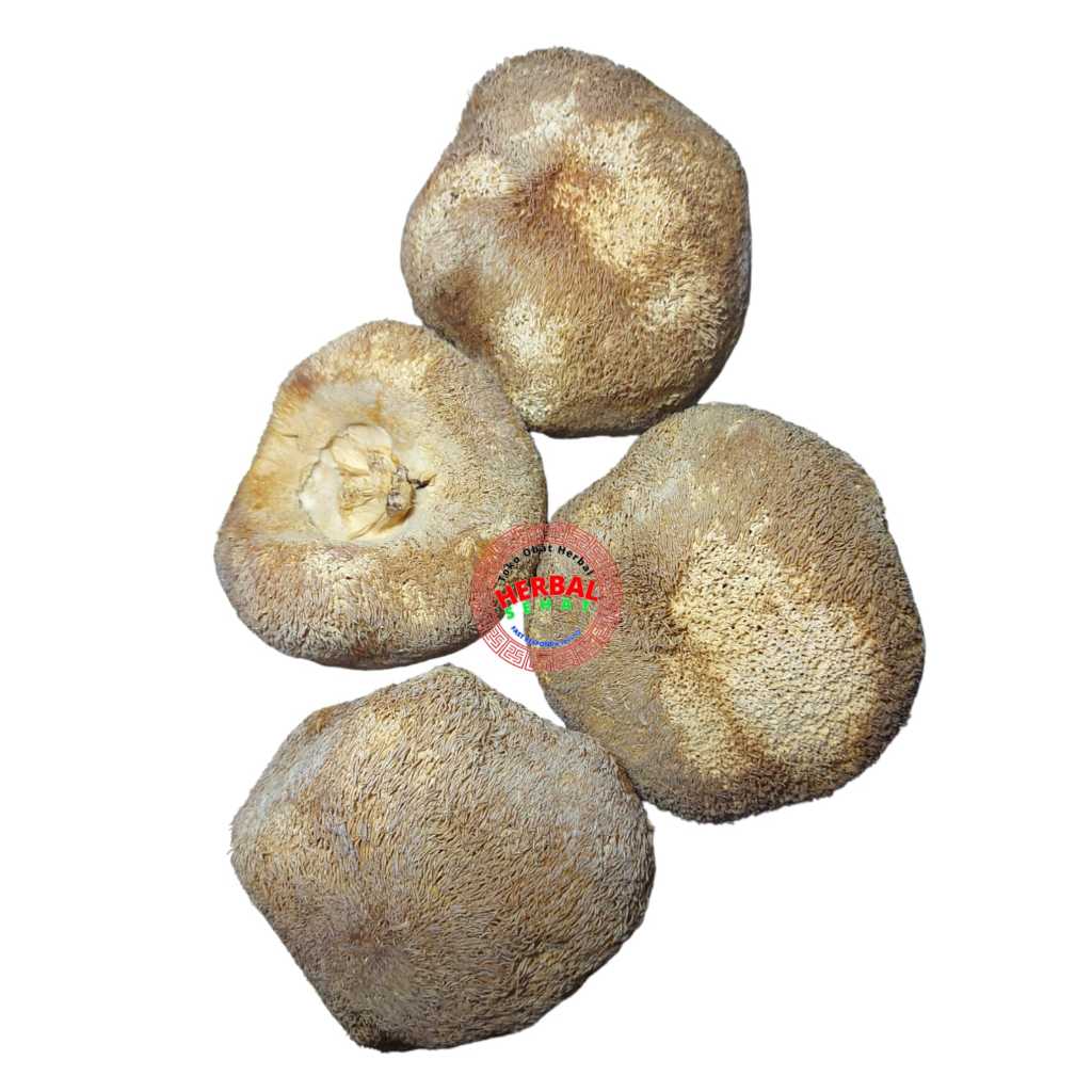 

Jamur Monyet Hou Tou Gu 300gram Monkey Head Mushroom / Lion's Mane Mushroom SUPER / Dried Monkey Mushroom