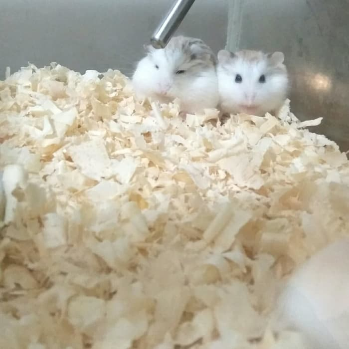 SERBUK KAYU LOKAL kandang hamster landak mini reptile sugar glider marmut gerbil kandang torto