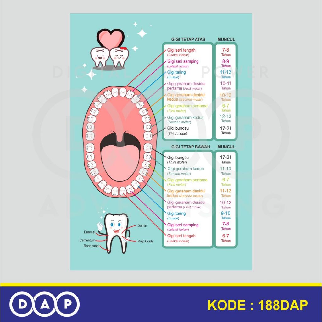 

188 - STIKER SUSUNAN GIGI - A3/A4 SIZE - VYNIL - TERBAIK