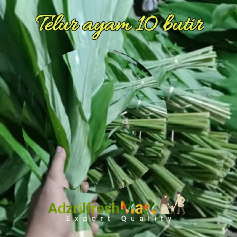 

DAUN KUNYIT 1ikat