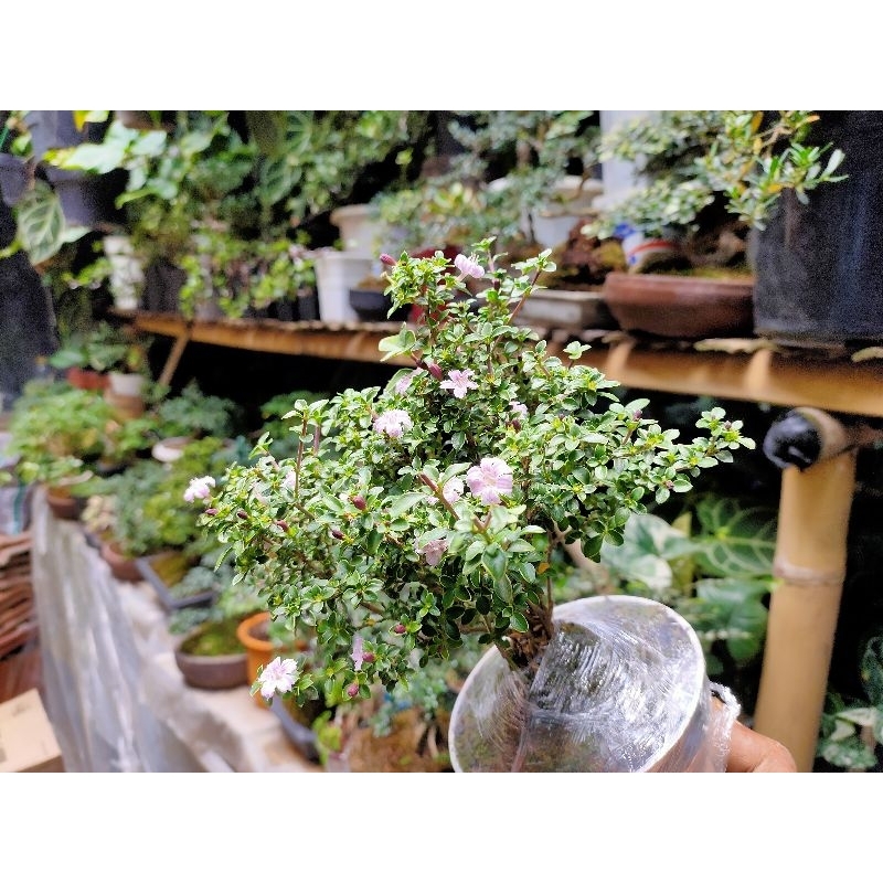 TERBARU BONSAI SERIBU BINTANG GRATIS POT BUNGA PUTIH