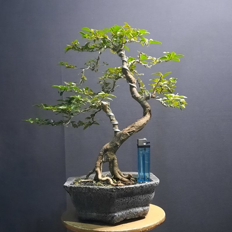 bonsai jeruk kingkit