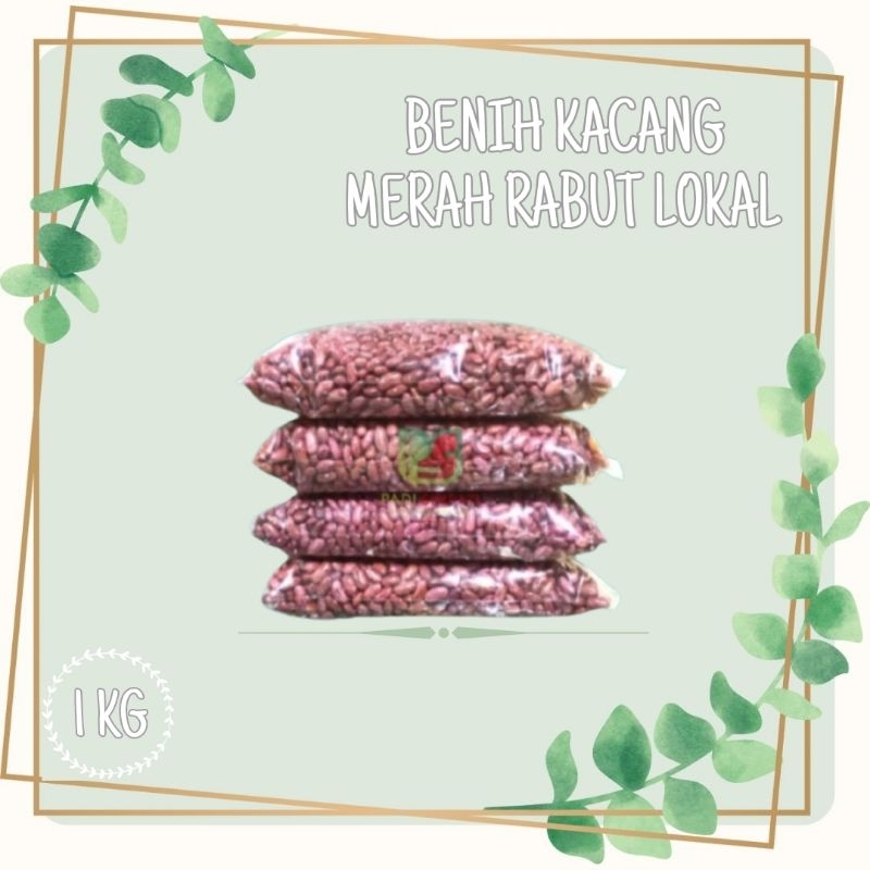Benih Bibit Kacang Merah Rabut Lokal / Kacang Merah Repack 1 Kg