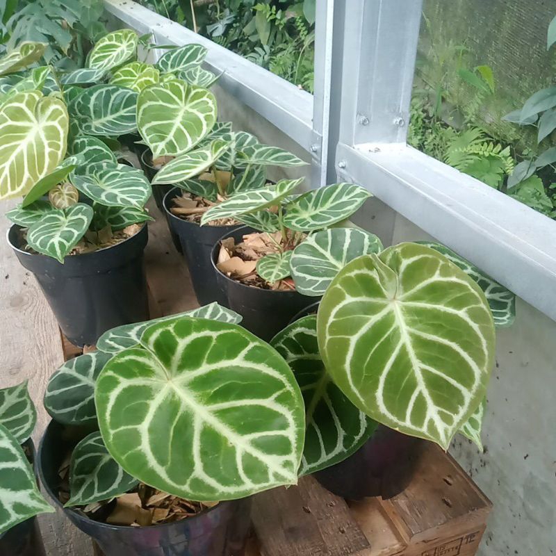 dorayaki ORI dari biji