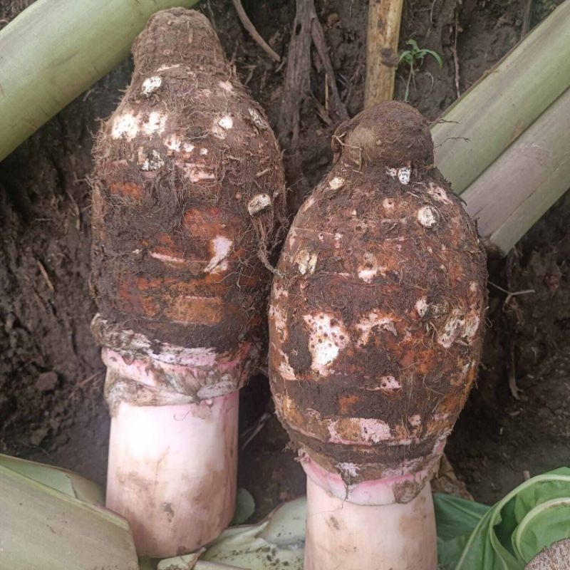 Talas Bogor Ketan | Legit | pulen 1 pcs
