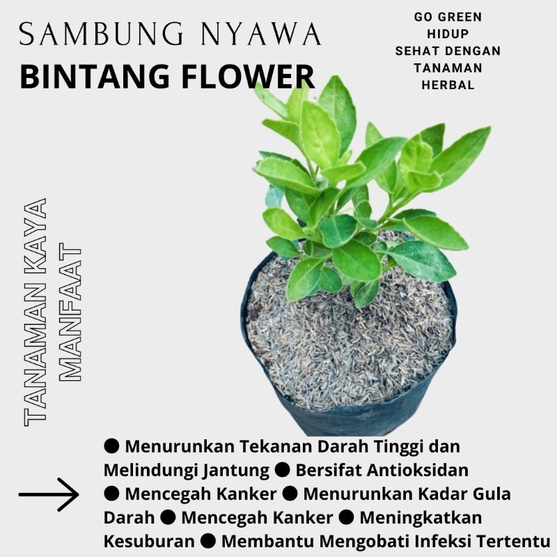 Tanaman herbal sambung nyawa - bibit tanaman herbal sambung nyawa