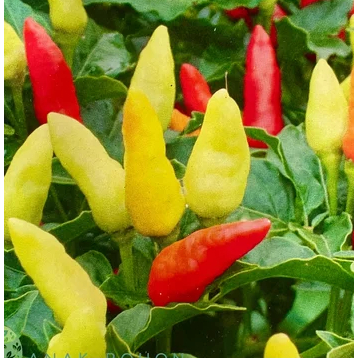 ID 100 BIBIT CABE RAWIT ORI 212 UNGGUL