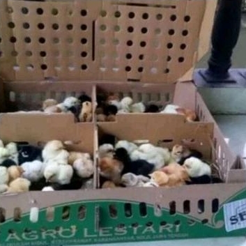 DOC Anak Ayam Kampung Joper