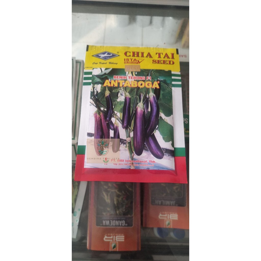 Bibit Benih Terong Ungu ANTABOGA F1