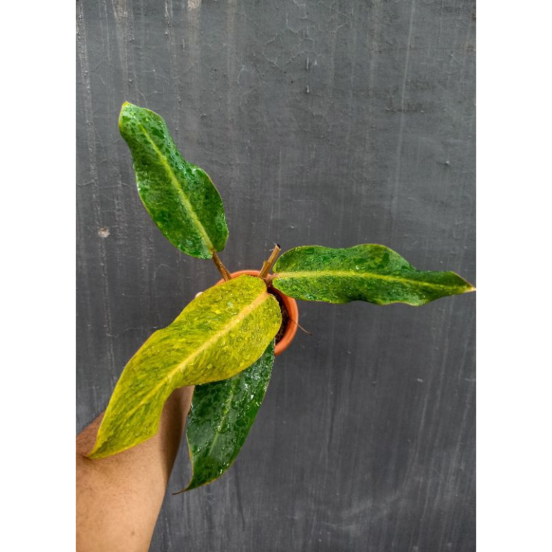 Philodendron Orange Marmalade Tricolor
