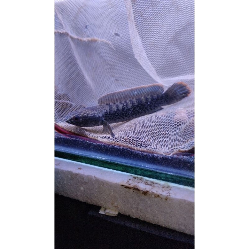 

stiker stewarti 8-9cm