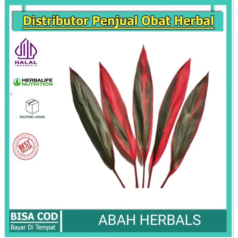 

Daun Hanjuang atau Andong herbal