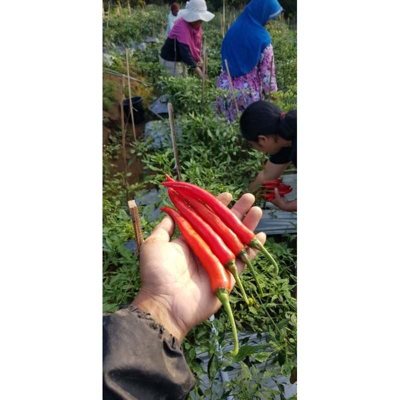

cabe merah baja F1 100g