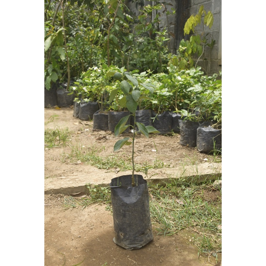 BIBIT JERUK KOLOMDE/BIBIT JERUK KOLOMONDE WEDANGAN/BIBIT BUAH JERUK WEDANGAN/BIBIT BUAH JERUK WEDANG