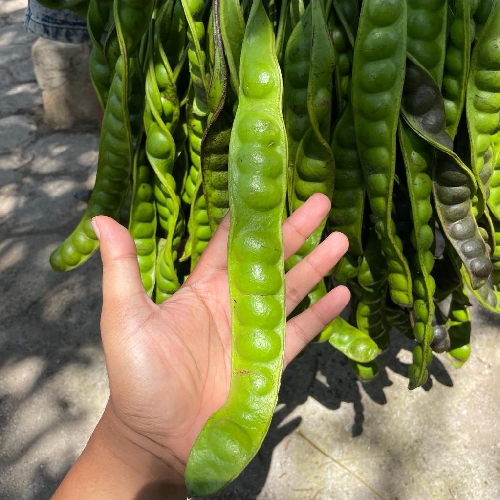 

Petai Super Grade A / Petai lalapan 1 pcs / 1 papan