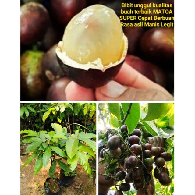 Pohon Buah Matoa | Cepat Berbuah | Berbuah Di Dalam Pot | Termurah