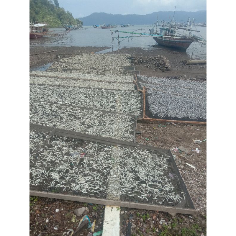 

ikan teri putih/ikan nilon asli padang bungus berat 1kg