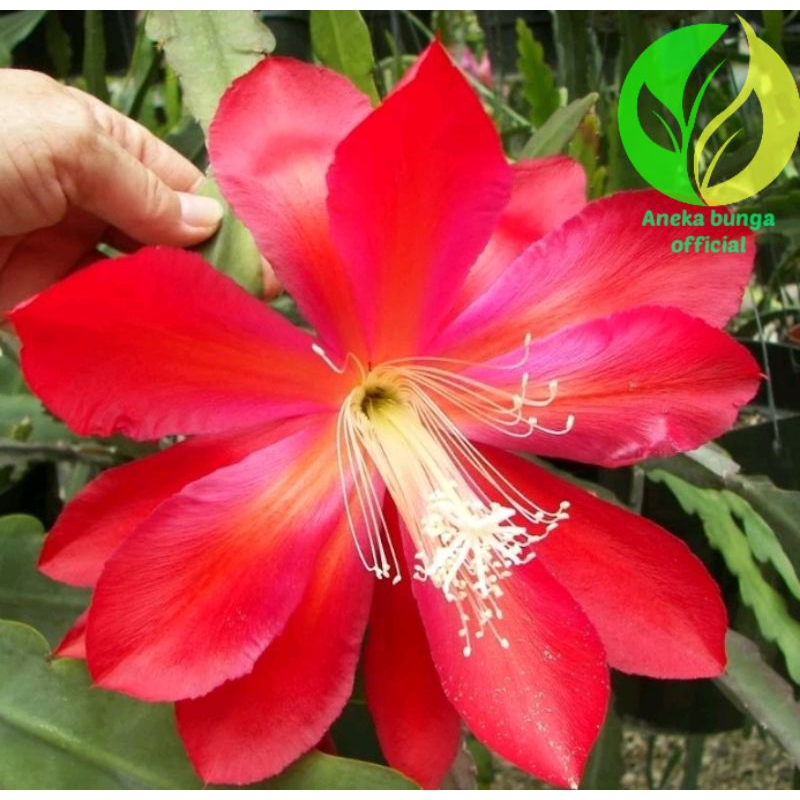 BUNGA WIJAYA KUSUMA BESAR MERAH / TANAMAN HIAS POHON WIJAYA KUSUMA BUNGA BESAR /BIBIT BUNGA WIJAYA