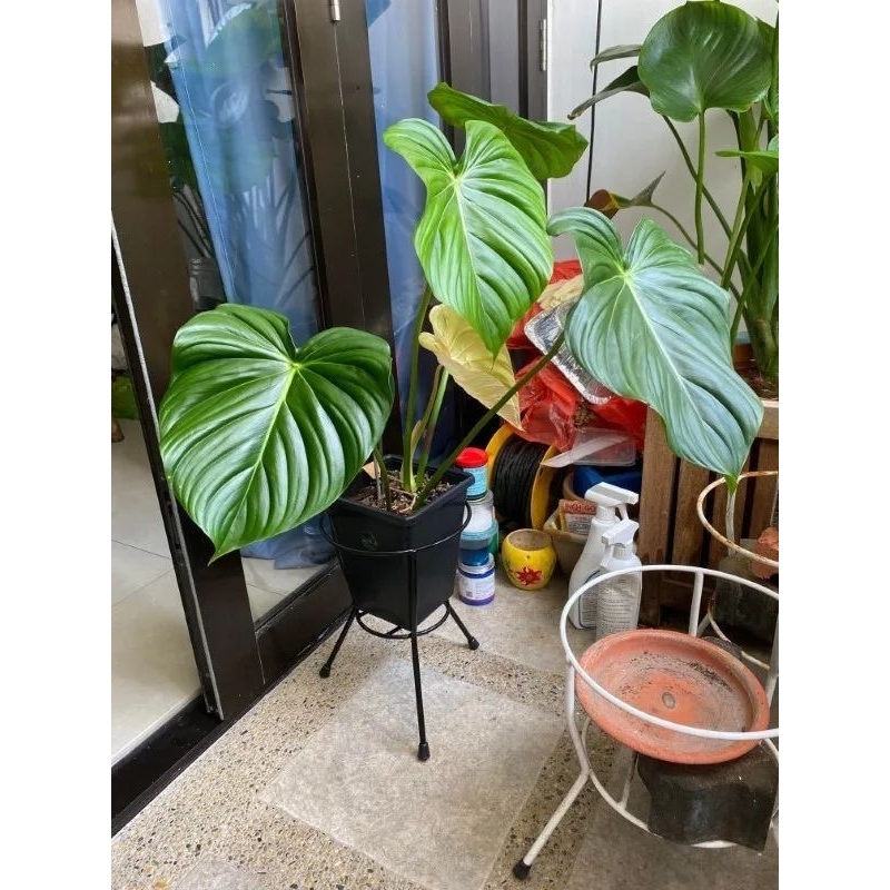 Tanaman hias philodendron mcdowell