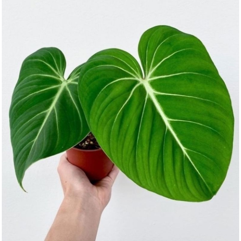 Philodendron gloriosum pilo gloriosum dark form