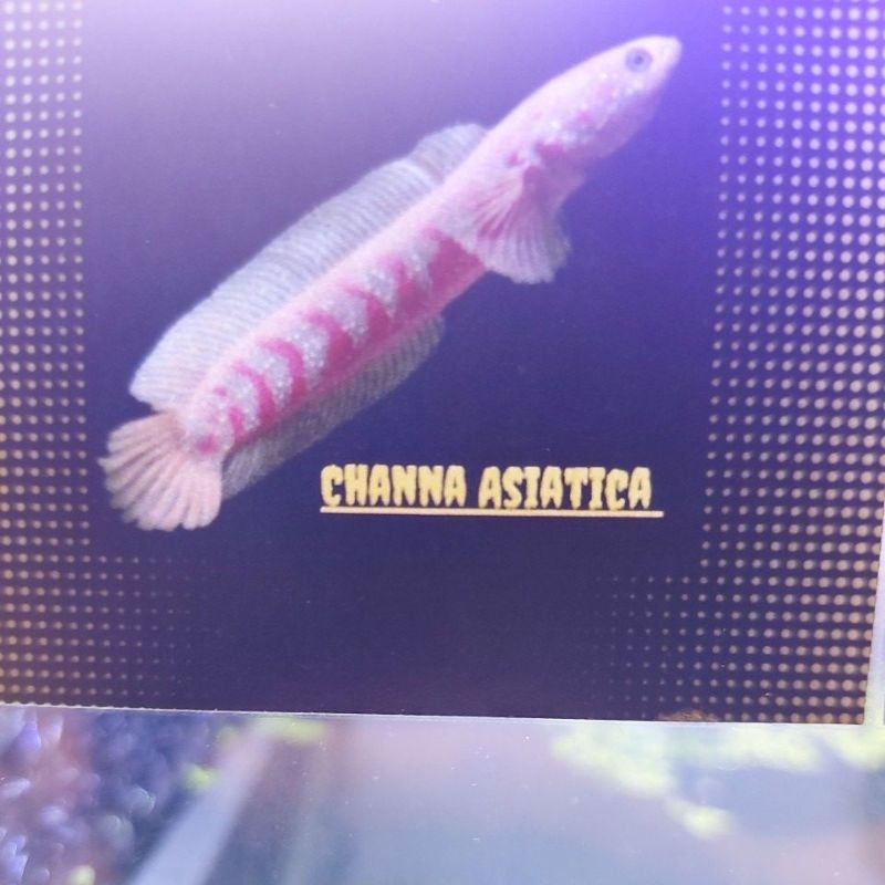 stiker channa asiatica rsp