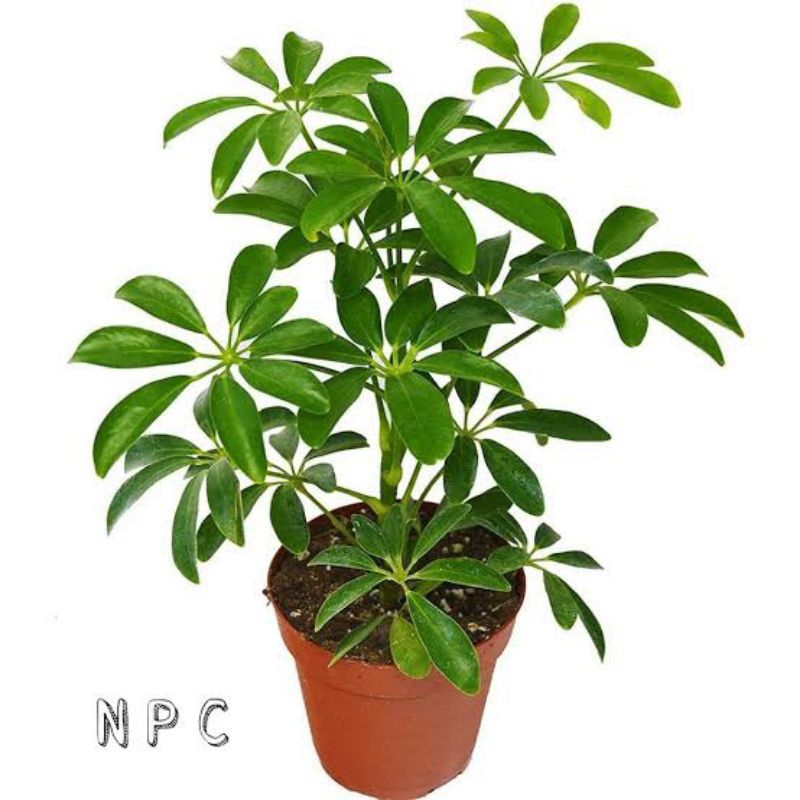 walisongo hijau tinggi 60 cm up