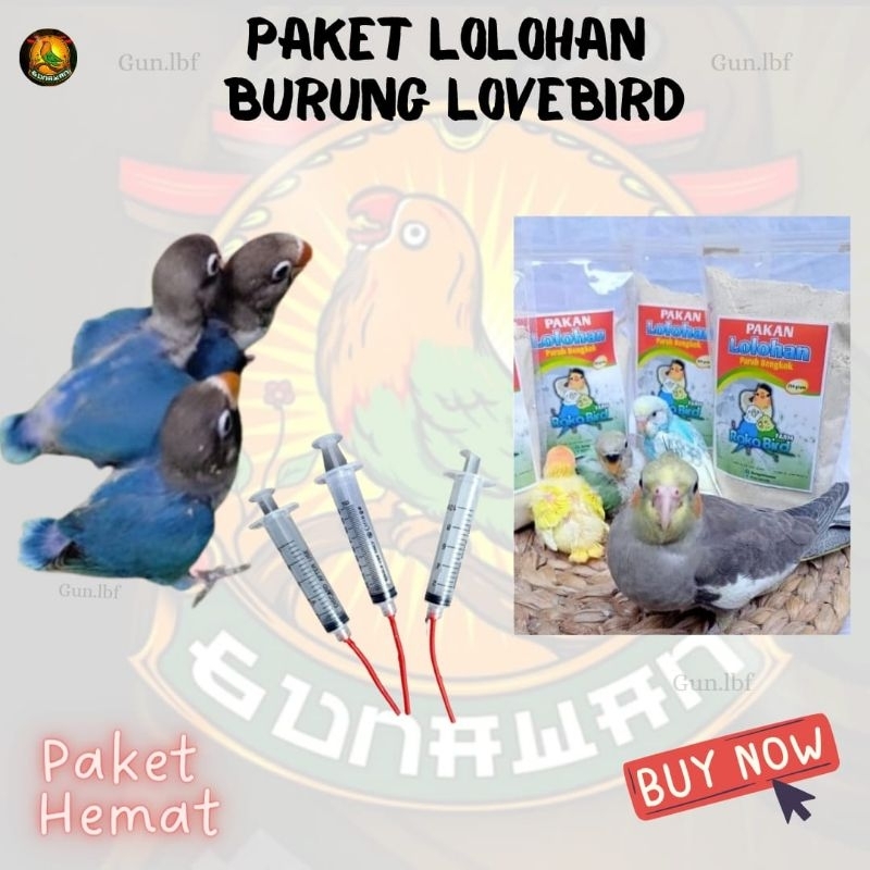 Paket Hemat Lolohan Anakan Burung Lovebird Bluemangsi Jinak