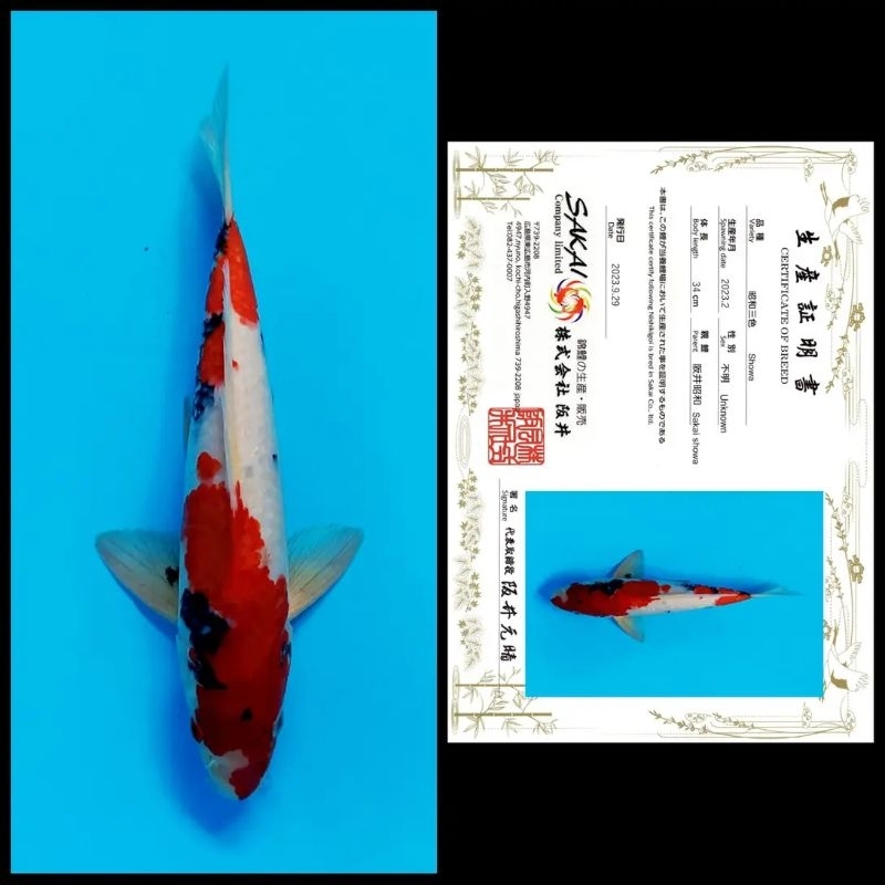 Ikan Koi Import / Rumah Koi Jakarta / kode 003