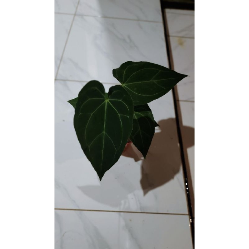 anthurium papilaminum x-one