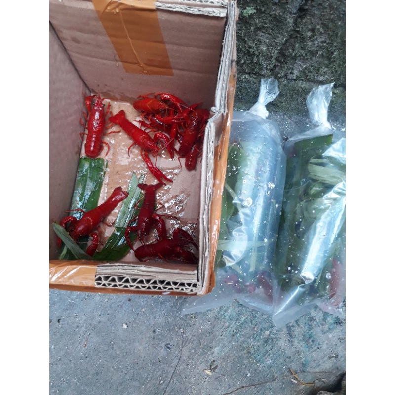 lobster red clarky indukan