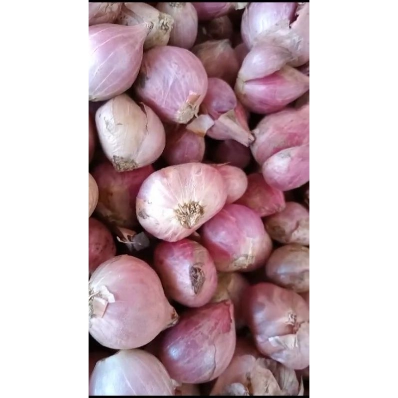 

Bawang merah berkualitas