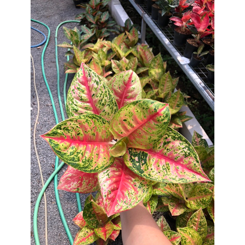 Aglaonema Mahasety