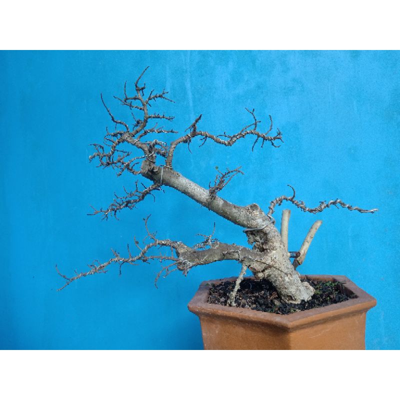 Bonsai Serut Unik | Bonsai Serut | Bonsai Unik