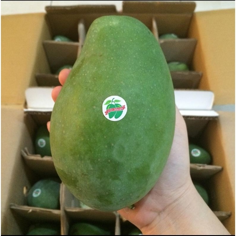 

MANGGA HARUM MANIS LILY MATANG POHON EKSPORT QUALITY