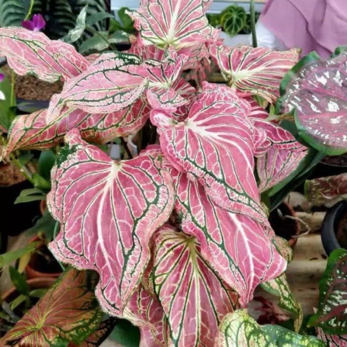 Tanaman Caladium Wayang Keladi Hias Keladi Wayang