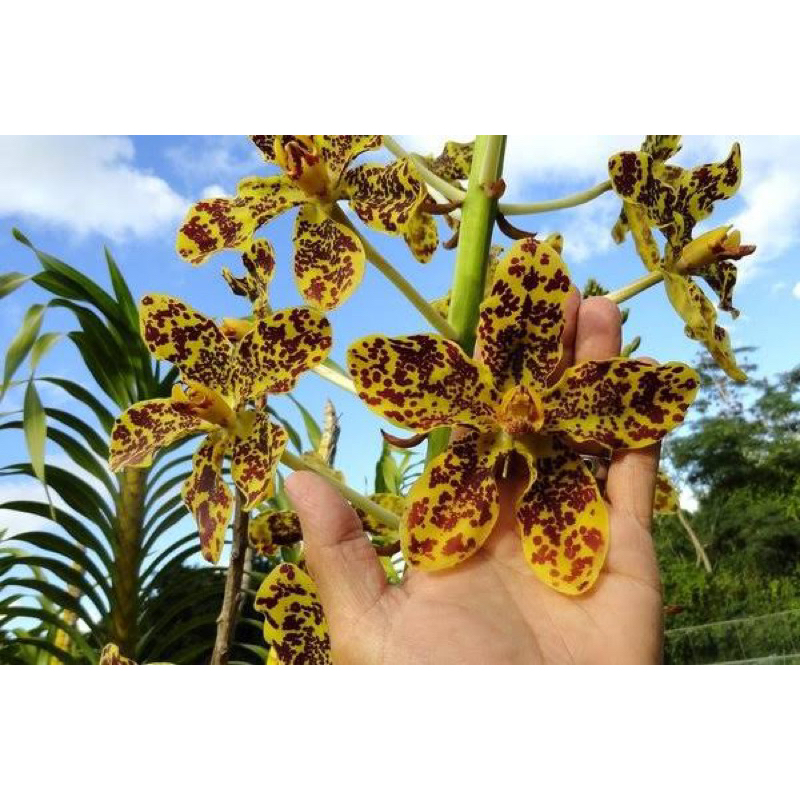 Grammatophyllum papuanum