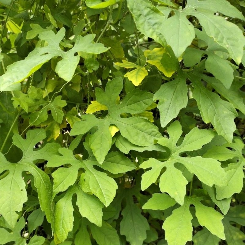 

Daun Pare Hutan Seger Obat Herbal Fresh 500gram