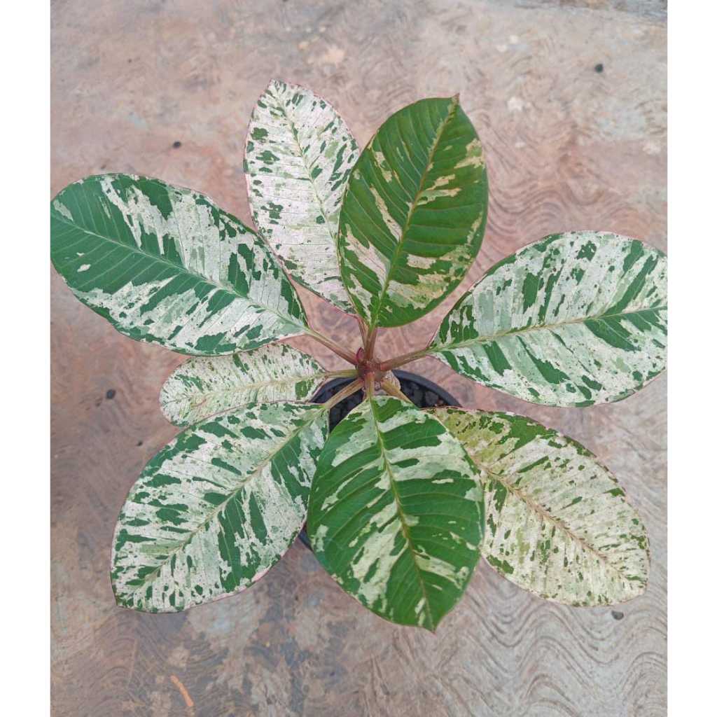 Plumeria Varigata / plumeria totol / plumeria unik