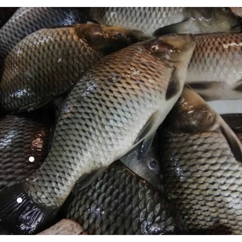

ikan mas