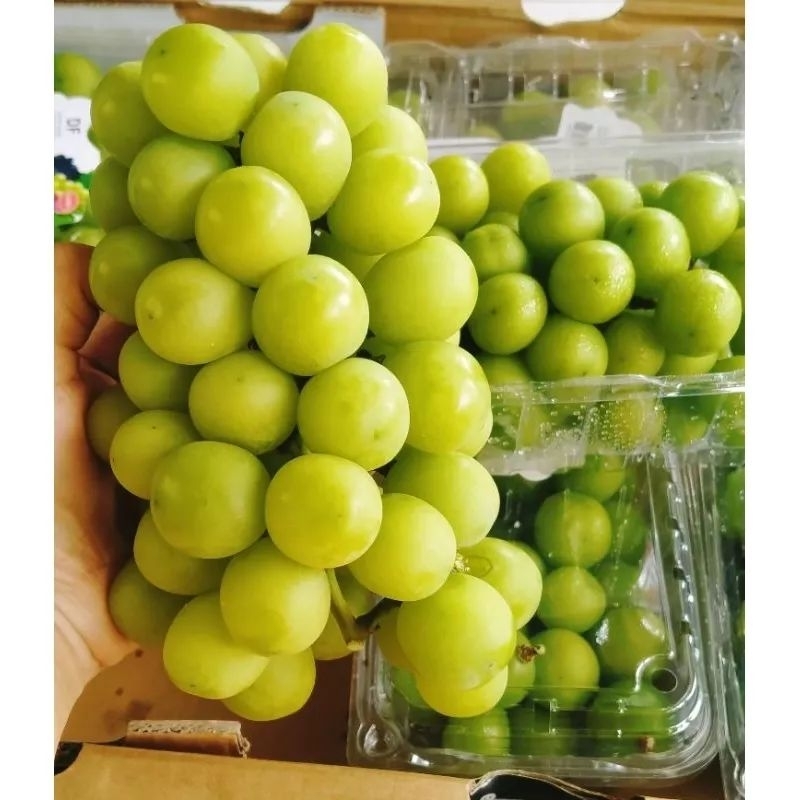 

ANGGUR HIJAU SHINE MUSCAT MANIS TANPA BIJI