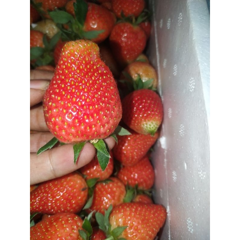 

strawberry premium 500gr / strawberry fresh premium grade A