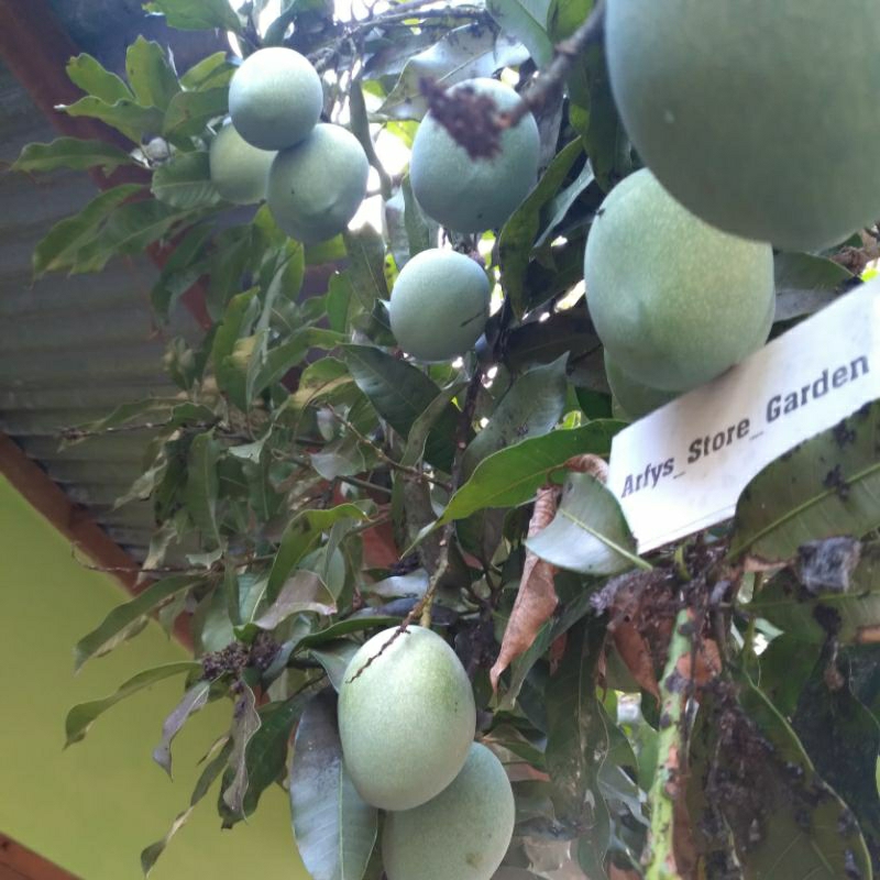 

Mangga madu Super Manis