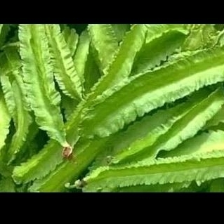 

sayur kecipir 250gram