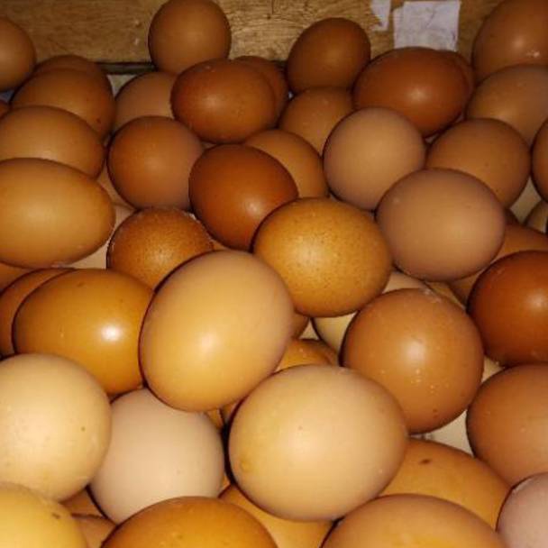 

FLASH SALE⚡ Telur Ayam Negeri fresh dari bogor