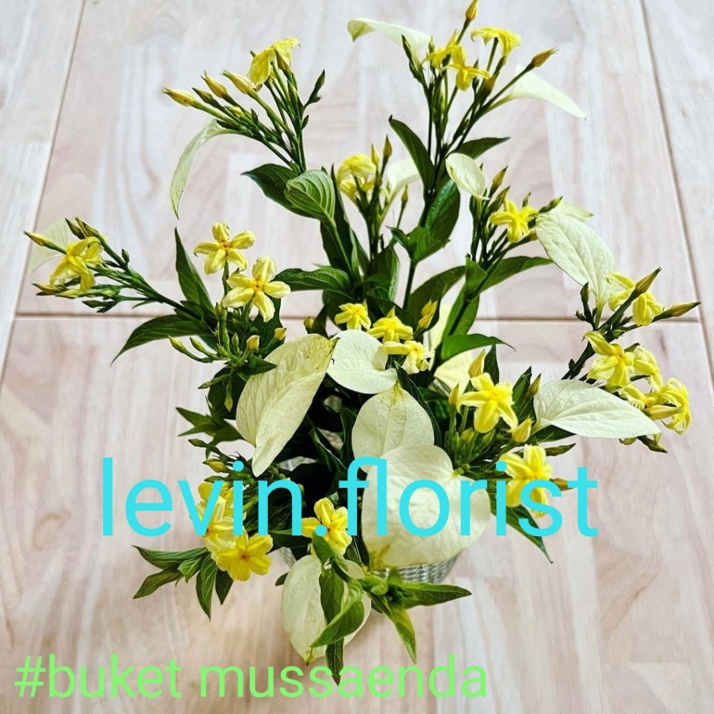 Mussaenda flava / nusa indah kuning / bibit tanaman hias bunga