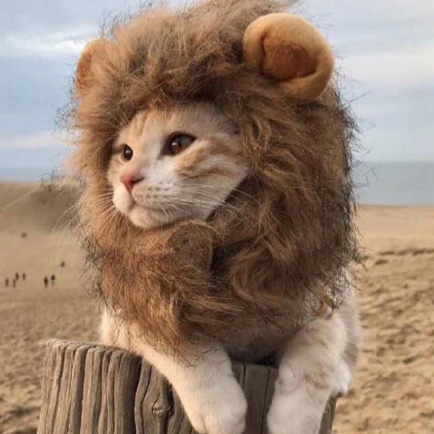 QSGB6835 [KODE 77]  SINGA WIG - Topi Kucing Anjing Kostum Baju Rambut Singa